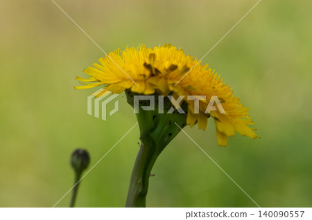 Pork cabbage double-headed flower Pork cabbage double-headed flower 140090557