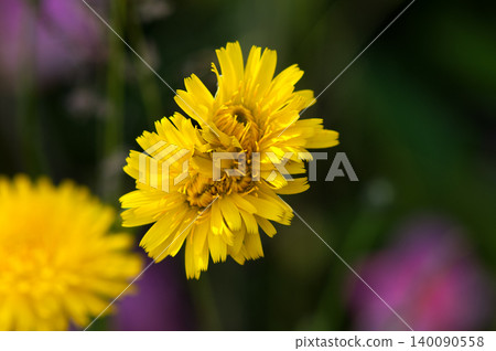 Pork cabbage double-headed flower Pork cabbage double-headed flower 140090558