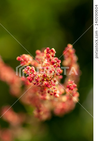 Himesuiba (a type of sorrel) 140090604