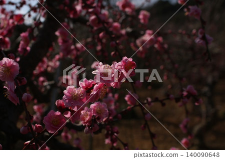 垂枝李樹 54 垂枝李樹 54 140090648