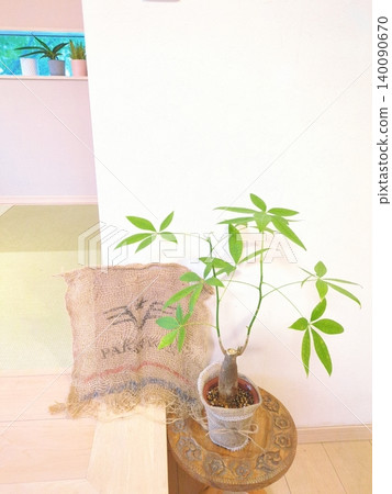 發財樹,由種子培育而成,樹幹粗壯,是一種時尚的桌面大小的室內綠植,裝在粗麻布花盆裡。 發財樹,由種子培育而成,樹幹粗壯,是一種時尚的桌面大小的室內綠植,裝在粗麻布花盆裡。 140090670