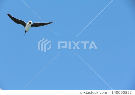 Seabird Flying in Clear Blue Sky Seabird Flying in Clear Blue Sky 140090832