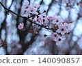 Delicate Pink Cherry Blossoms Blooming in Spring 140090857