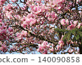 Vibrant Pink Magnolia Tree in Full Bloom 140090858