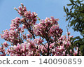 Pink Magnolia Blossoms Against a Clear Blue Sky in Spring 140090859