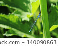 large blue dragonfly on green stem in greenery 140090863