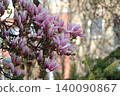 Delicate Pink Magnolia Blossoms in Spring 140090867