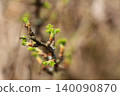 Close-up of a black currant branch with fresh green spring buds 140090870