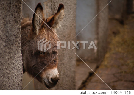 Close-up Portrait of a Brown Donkey Looking Out from 140091146