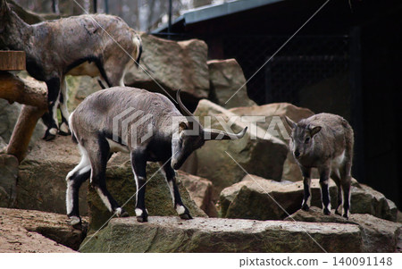 Bharal or Himalayan Blue Sheep on Rocky Terrain Bharal or Himalayan Blue Sheep on Rocky Terrain 140091148