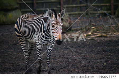 Grevy's Zebra Walking in Natural Habitat Grevy's Zebra Walking in Natural Habitat 140091177