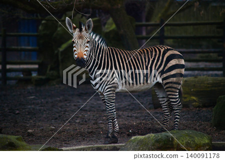 Grevy's Zebra Walking in Natural Habitat Grevy's Zebra Walking in Natural Habitat 140091178