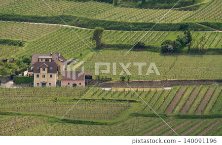 Private wineyard estate among green fields and cultivated hills. Private wineyard estate among green fields and cultivated hills. 140091196