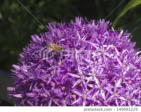Honey bee on purple allium flower in summer garden, highlighting active pollination and essential ecosystem interaction. Honey bee on purple allium flower in summer garden, highlighting active pollination and essential ecosystem interaction. 140091229