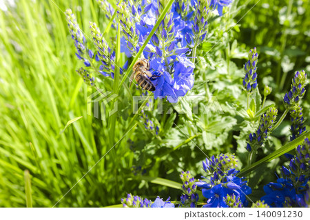 Honey bee pollinating blue veronica flowers, highlighting spring bloom and active insect activity in a natural setting. 140091230