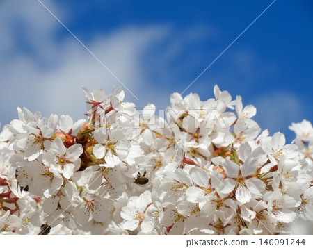 Bee collecting pollen on white blossoms in spring garden. Bee collecting pollen on white blossoms in spring garden. 140091244