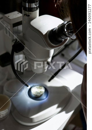 Person observing a sample in a petri dish under a binocular microscope, illustrating scientific research in a lab. 140091277