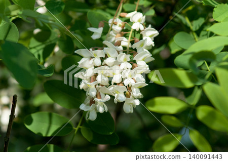 False Acacia 140091443