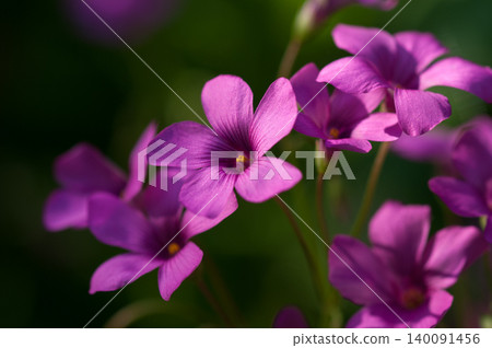 生菜花 生菜花 140091456