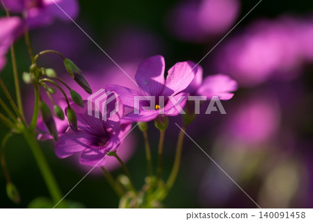 Imokatabami flower Imokatabami flower 140091458