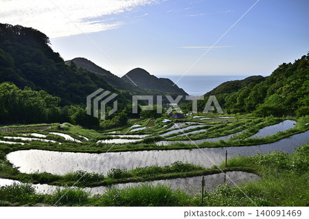 伊豆伊豆的水稻梯田 140091469