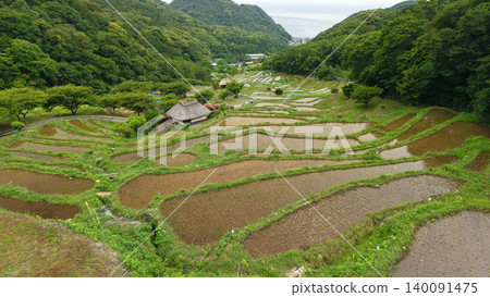 伊豆伊豆的水稻梯田 伊豆伊豆的水稻梯田 140091475
