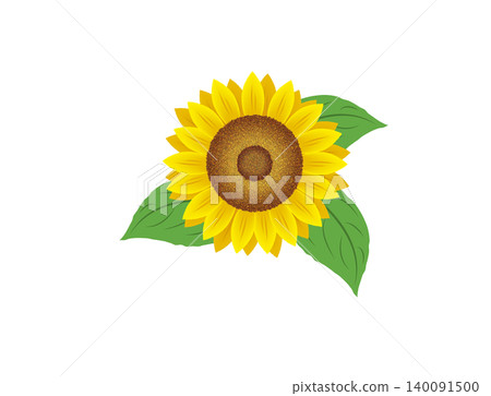sunflower sunflower 140091500