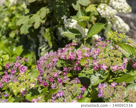 Hydrangeas blooming in the flowerbed Hydrangeas blooming in the flowerbed 140091516