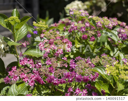Hydrangeas blooming in the flowerbed Hydrangeas blooming in the flowerbed 140091517