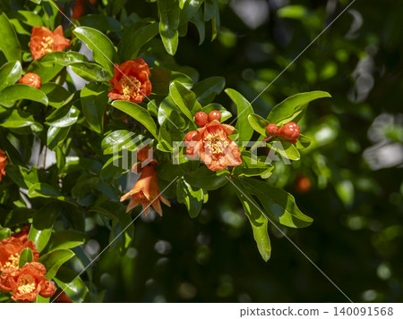 Flowers that bloomed on a pomegranate tree Flowers that bloomed on a pomegranate tree 140091568