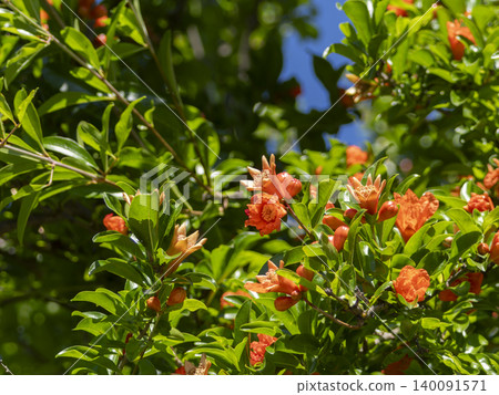 Flowers that bloomed on a pomegranate tree Flowers that bloomed on a pomegranate tree 140091571