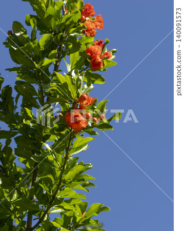 Flowers that bloomed on a pomegranate tree Flowers that bloomed on a pomegranate tree 140091573