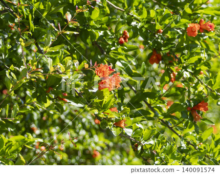 Flowers that bloomed on a pomegranate tree Flowers that bloomed on a pomegranate tree 140091574