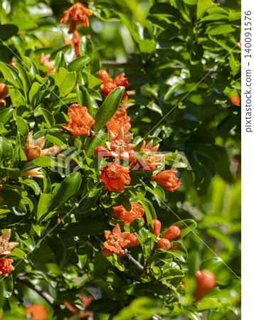 Flowers that bloomed on a pomegranate tree Flowers that bloomed on a pomegranate tree 140091576