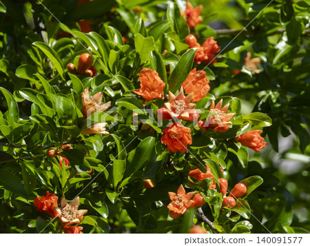 Flowers that bloomed on a pomegranate tree Flowers that bloomed on a pomegranate tree 140091577