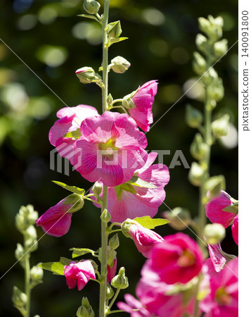 花壇裡盛開的蜀葵花 花壇裡盛開的蜀葵花 140091800