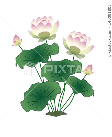 蓮花(無背景) 蓮花(無背景) 140091803