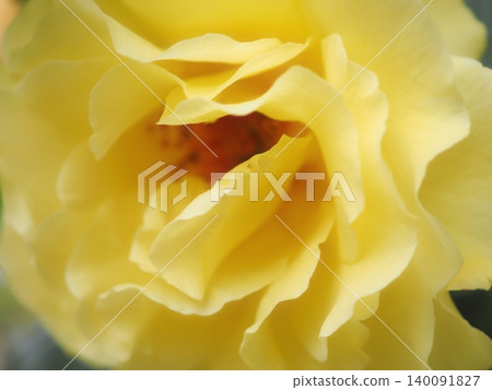 玫瑰(Evergold,20260515054009) 玫瑰(Evergold,20260515054009) 140091827