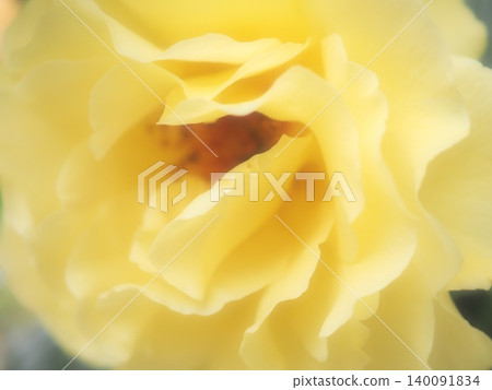 玫瑰（Evergold aff20260515054009） 140091834