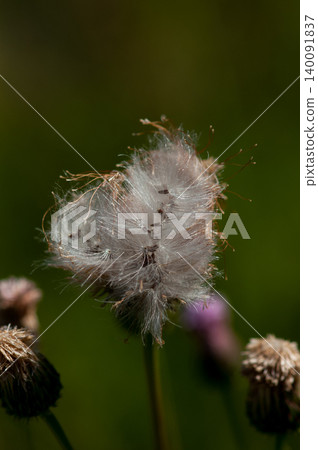 The fluff of the fox thistle The fluff of the fox thistle 140091837