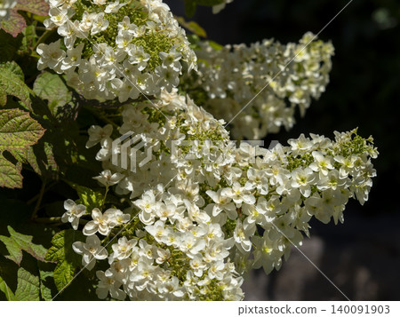 花壇裡盛開著櫟葉繡球花 花壇裡盛開著櫟葉繡球花 140091903