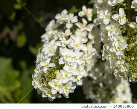 Oakleaf hydrangeas blooming in the flowerbed Oakleaf hydrangeas blooming in the flowerbed 140091906