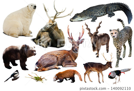 asia animals isolated asia animals isolated 140092110