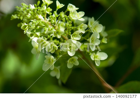 Kashiwaba Hydrangea Kashiwaba Hydrangea 140092177