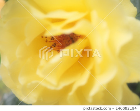 Rose stamens (Evergold, aff20260515054039) Rose stamens (Evergold, aff20260515054039) 140092194