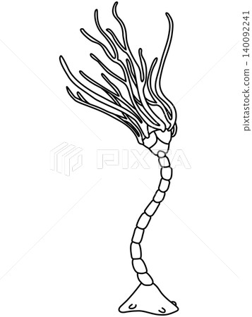 A stylized illustration of Abrotocrinus (sea lily) from the Carboniferous period. A stylized illustration of Abrotocrinus (sea lily) from the Carboniferous period. 140092241