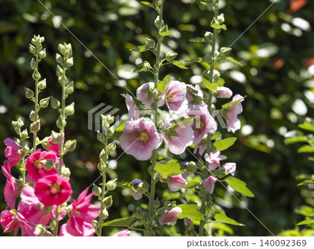 Pink hollyhocks blooming in the flowerbed Pink hollyhocks blooming in the flowerbed 140092369