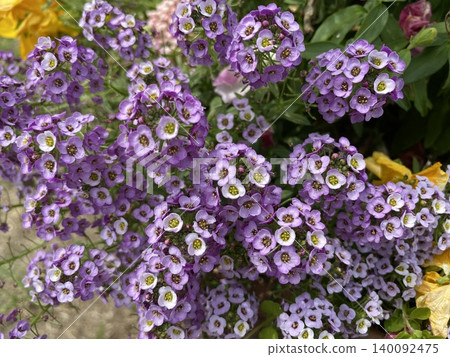 花 花 140092475