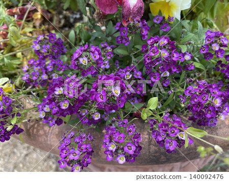 花 花 140092476