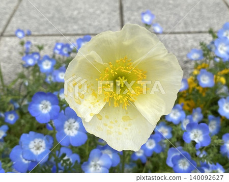 花 花 140092627